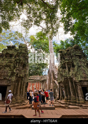 Vertikale Ansicht eines inneren Gehäuse im Ta Prohm Tempel in Kambodscha. Stockfoto