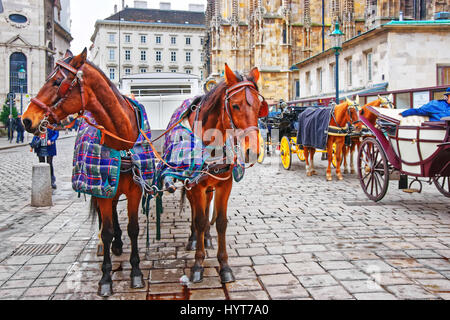 Wien, Österreich - 8. Januar 2014: Team von Pferden und Coach bei St Stephen Cathedral und Stephansplatz in Wien, Österreich. Menschen auf dem Hintergrund Stockfoto