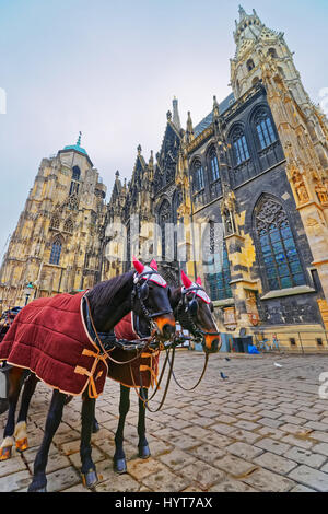 Team der Pferde und ihre Trainer in der Nähe von St Stephen Cathedral und Stephansplatz in Wien, Österreich. Stockfoto