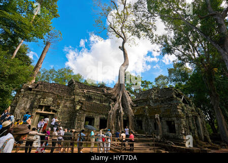 Horizontale Ansicht von Touristen im Tempel Ta Prohm in Kambodscha. Stockfoto