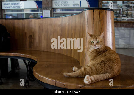 Streunende Katze ruht in Istanbul Sirkeci Bahnhof Wartezimmer, Türkei Bild einer Ingwer streunende Katze auf einer der Bänke von Sirkeci Bahnhof gelegt Stockfoto