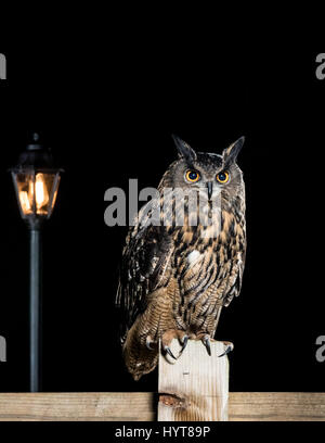 Eurasische Uhu Eule (Bubo Bubo) hocken auf einem hölzernen Zaun in der Nähe von einer Straßenlaterne Stockfoto