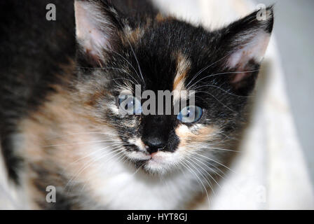 Helle Augen Kätzchen Stockfoto