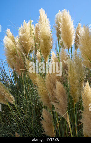 Die Stängel und Rispen von Phragmites an sonnigen Tagen. Malta Stockfoto