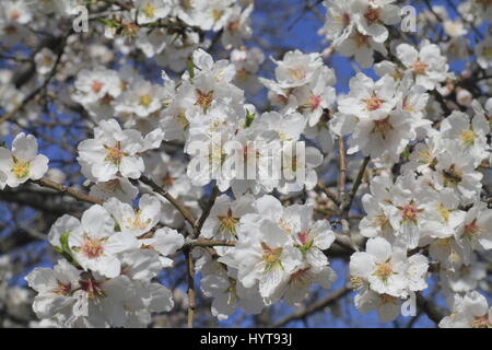 Eine Nahaufnahme Schuss von weißen Blume, Kirsche Stockfoto