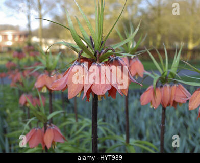 Fritillaria 'Beethoven' orange Blumenwachstum im Blumenbeet. Stockfoto