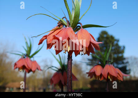 Fritillaria 'Beethoven' orange Blumenwachstum im Blumenbeet. Stockfoto