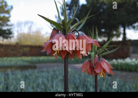 Fritillaria 'Beethoven' orange Blumenwachstum im Blumenbeet. Stockfoto