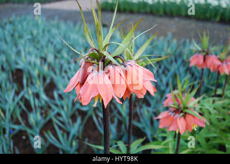 Fritillaria 'Beethoven' orange Blumenwachstum im Blumenbeet. Stockfoto