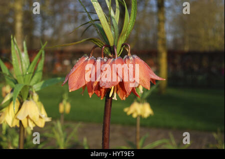 Fritillaria 'Beethoven' orange Blumenwachstum im Blumenbeet. Stockfoto