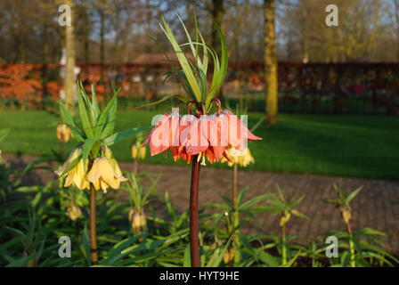 Fritillaria 'Beethoven' orange Blumenwachstum im Blumenbeet. Stockfoto