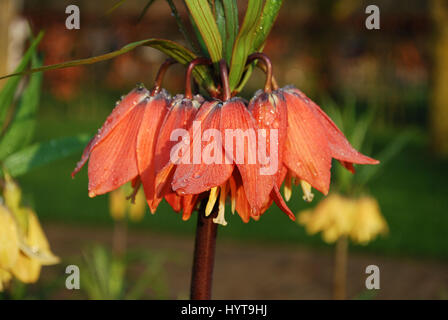 Fritillaria 'Beethoven' orange Blumenwachstum im Blumenbeet. Stockfoto