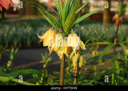 Fritillaria 'Beethoven' gelbe Blumenwachstum im Blumenbeet. Stockfoto