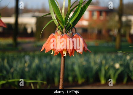 Fritillaria 'Beethoven' orange Blumenwachstum im Blumenbeet. Stockfoto