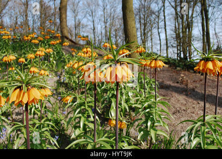 Fritillaria 'Beethoven' orange Blumenwachstum im Blumenbeet. Stockfoto