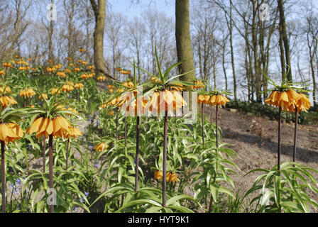 Fritillaria 'Beethoven' orange Blumenwachstum im Blumenbeet. Stockfoto