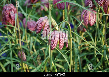 Der Schlangenkopf (Fritillaria Meleagris) Karo Blumen sind eurasischen Arten Pflanzen in der Familie der Liliengewächse. Stockfoto