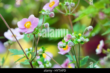 Japanische Anemone Blumen im Garten Stockfoto