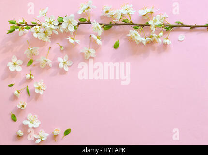 Kirschblüte auf rosa Papierhintergrund Stockfoto