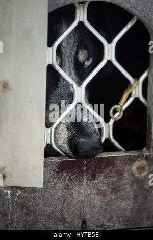 Long Distance sibirische Schlittenhunde in Käfig wartet ein Rennen in Norwegen Stockfoto