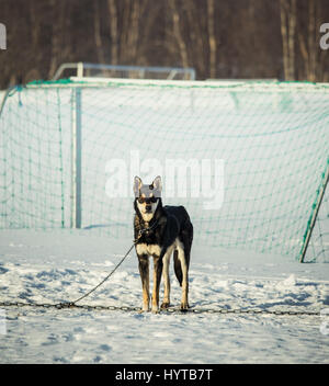 Ein schönes Porträt von einem Langstrecken sibirische Schlittenhunde Stockfoto