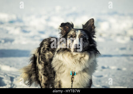 Ein schönes Porträt von einem Langstrecken sibirische Schlittenhunde Stockfoto