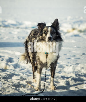 Ein schönes Porträt von einem Langstrecken sibirische Schlittenhunde Stockfoto