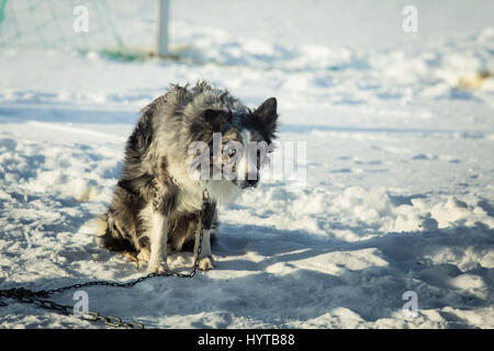 Ein schönes Porträt von einem Langstrecken sibirische Schlittenhunde Stockfoto