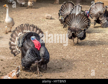 Türkei, stolzieren in Hof Stockfoto