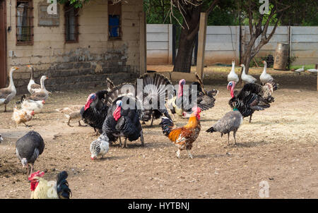 Hof Vögel einschließlich Puten, Hühner und Enten in einer staubigen Gehäuse Stockfoto