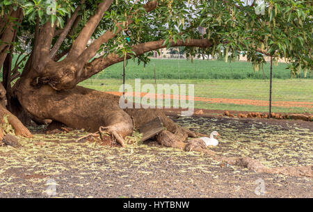Inländische Gans sitzen unter einem großen Baum im Hof Stockfoto