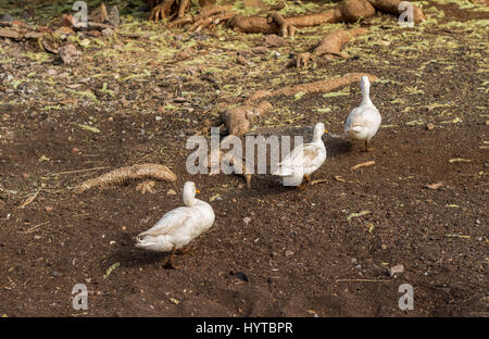 Drei schmutzige Enten wenig Wandern in einen Hof nach dem Schwimmen Stockfoto