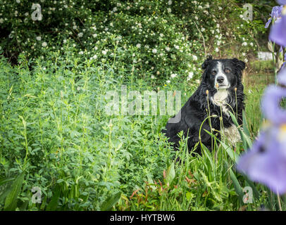 Sehr alte Border-Collie sitzend im Feld Stockfoto