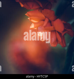 Orange Rose Blume Nahaufnahme Stockfoto