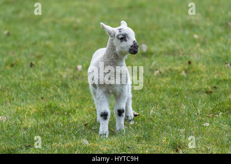 Kleines, weiß-schwarzes Maultierlamm, das in der Frühjahrszeit allein auf dem Feldgras steht (Vorderansicht aus der Nähe) - Yorkshire, England, GB, Großbritannien. Stockfoto