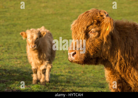 2 süße & behaarte Waden. Red Highland Rinder Kalb (Leiter & Schultern) in einem Feld. Weiße Junge steht vor der Kamera darüber hinaus.  England, GB, UK. Stockfoto