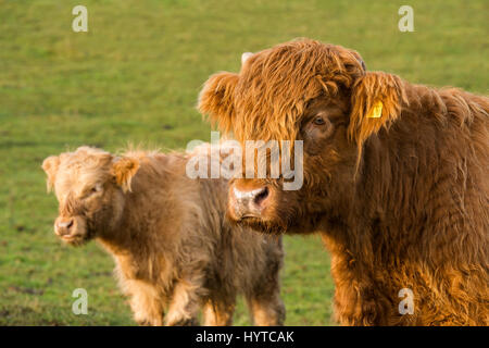 Red Highland Rinder Kalb (Leiter & Schultern) in einem Feld. Weißes Kalb hinaus steht, mit Blick auf die gleiche Weise. Beide Kälber sind niedlich & behaart. England, GB, UK. Stockfoto