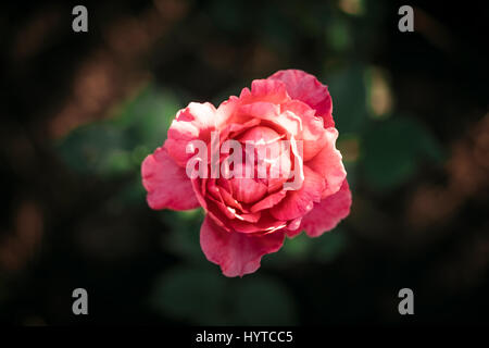 Rote Rose. Ansicht von oben Stockfoto