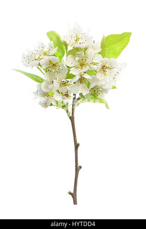 High-Key, Nahaufnahme Bild der schönen Frühling Konferenz Birne Baum weiße Blüte Blumen, gegen einen weißen Hintergrund. Stockfoto