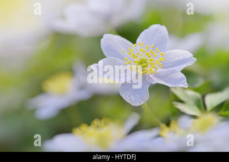 Nahaufnahme der zarten Frühling blühenden Buschwindröschen weiße Blume auch bekannt als Anemone Nemorosa. Stockfoto