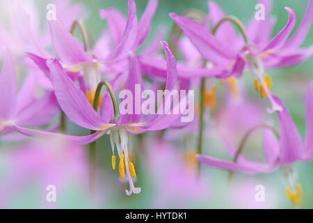 Nahaufnahme, Makro-Bild der Blüte Erythronium Dens-Canis auch bekannt als den Hund Blumen lila, Feder Zahn violette Blume. Stockfoto