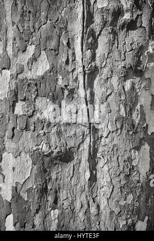 Schwarz / weiß Bild der Platane Rinde, natürliche abstrakten Hintergrund. Stockfoto