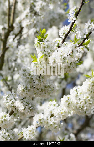 Prunus Domestica. Pflaume 'Opal' Blüte im Frühjahr. Stockfoto