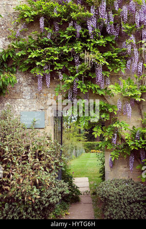 Wisteria Sinensis kleidet die Wand auf dem Weg zum Pickery in Easton Walled Gardens Stockfoto