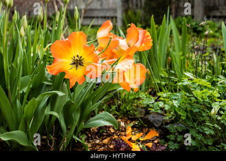 Schattierungen von Orange auf geöffnete Tulpen von kontrastierenden Grünpflanzen umgeben. Stockfoto