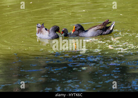 Altrosa Teichhuhn. Gallinula Tenebrosa, Tomate See, Perth, West Australien. Tomaten-See, Perth Westaustralien Bereich. Stockfoto