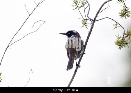 Neues Holland Honigfresser. Phyidonyris Novaehollandie. Margaret River Region, South Western Australia. Stockfoto