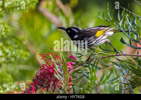 Neues Holland Honigfresser. Phyidonyris Novaehollandie. Margaret River Region, South Western Australia. Stockfoto