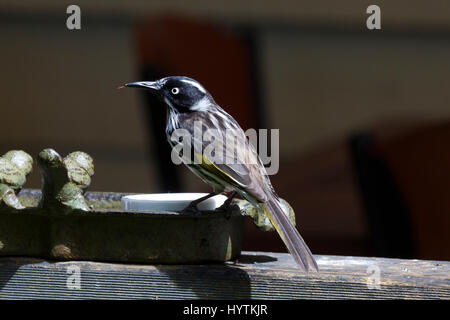 Neues Holland Honigfresser. Phyidonyris Novaehollandie. Margaret River Region, South Western Australia. Stockfoto