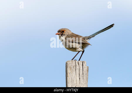 Weiblich, wunderschöne Fee Wren. Malurus Splendens. Margaret River Region, South Western Australia. Stockfoto